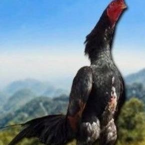 

TELUR AYAM SHAMO TARUNG VERTIL ORIGINAL RESMI