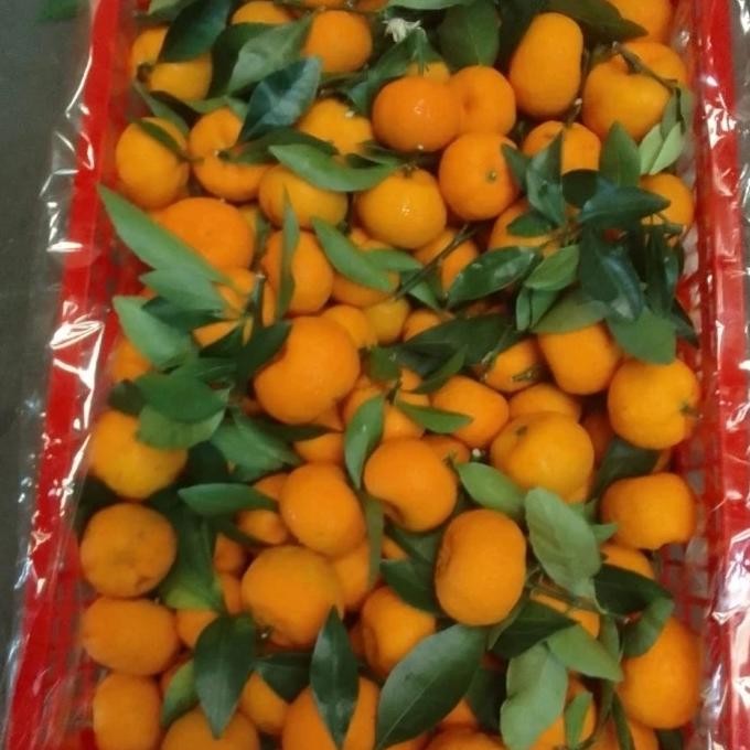 

Murah Jeruk Santang 6Kg Manis Less Seed (Biji Sedikit)