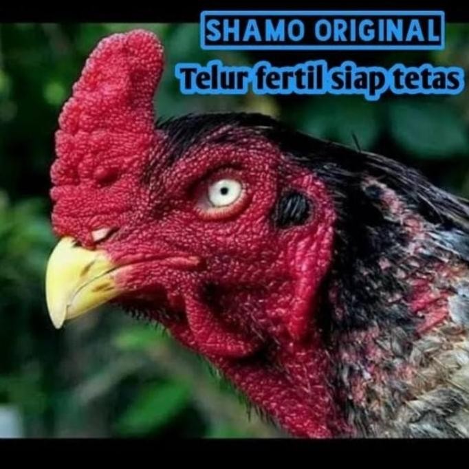 

TELUR VERTIL AYAM SHAMO JAPAN ORIGINAL