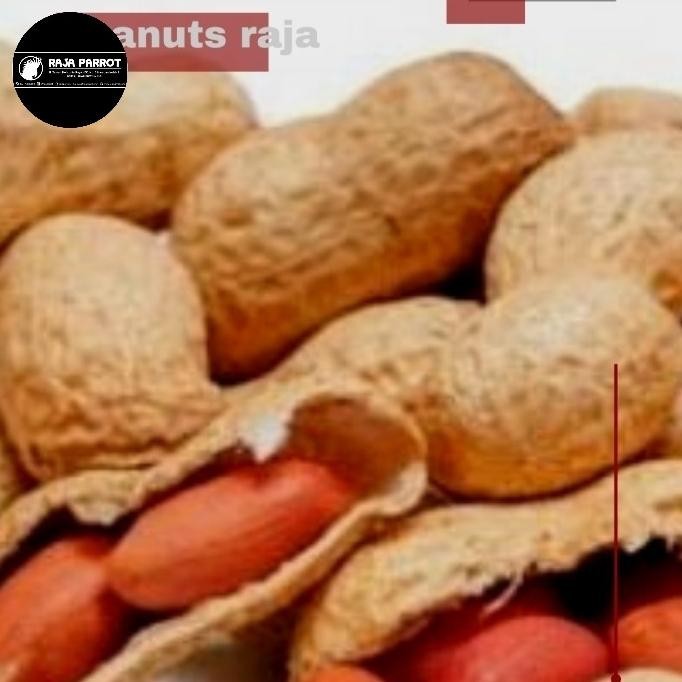 

ready ROASTED PEANUTS SEEDS kacang tanah untuk burung