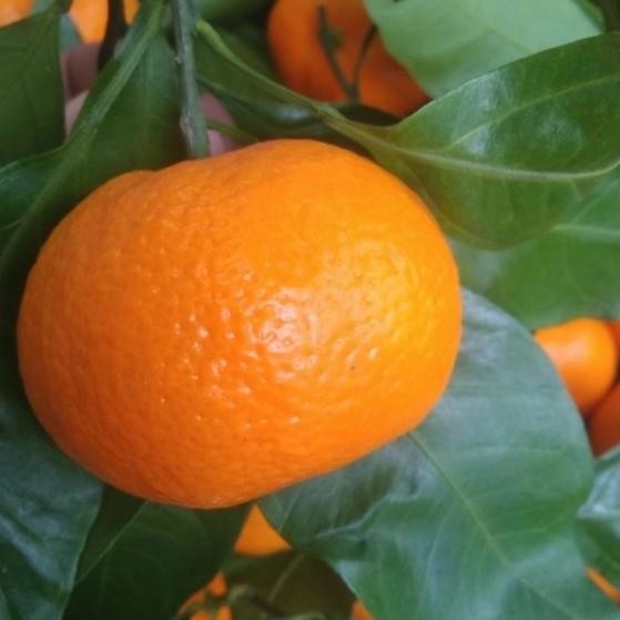 

Grosir Jeruk Santang Segar Manis Buah Buahan Bandung