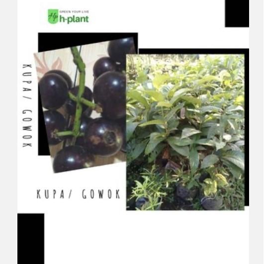 Terlaris Bibit pohon buah kupa buah gowok buah langka UNGGULAN