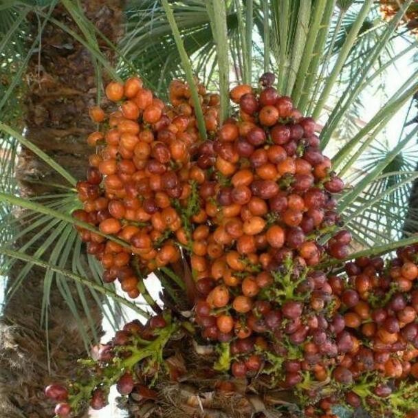 BIBIT KURMA TROPIS GENJAH CEPAT BERBUAH AMMF TOPz