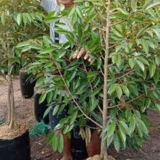 Bibit Buah Durian Bawor Kaki 3 Tinggi 2 meter - Segera Berbuah ax