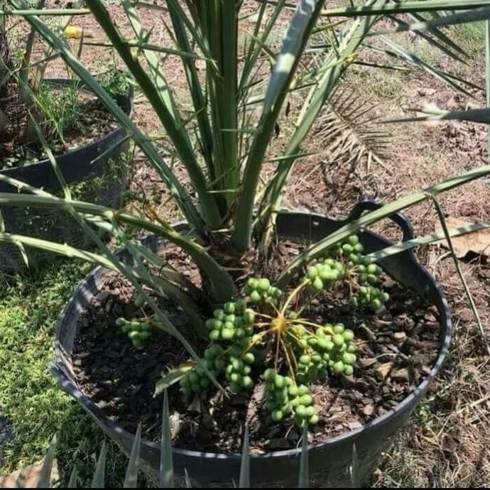 bibit pohon kurma arab saudi TOPz