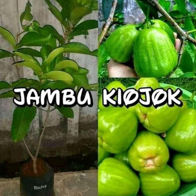 Bibit Tanaman Jambu Air Kiojok | Jambu Kiojok Okulasi Aww