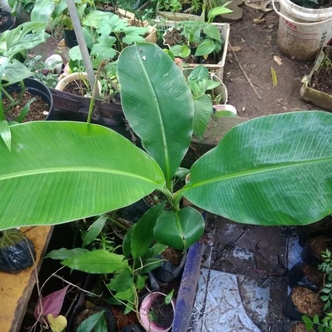 Pisang Raja Buluh - Bibit Tanaman Pisang Raja Buluh Unggul dan Super ATX