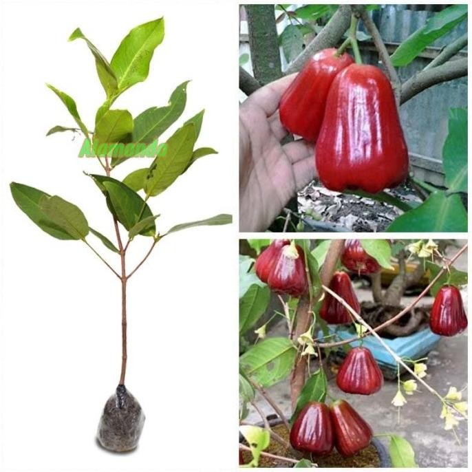 Tanaman Jambu Air Kesuma Merah Aww