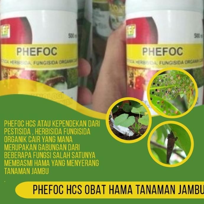 obat hama tanaman jambu-Obat hama daun jambu air-PHEFOC ASLI AMPUH Aww