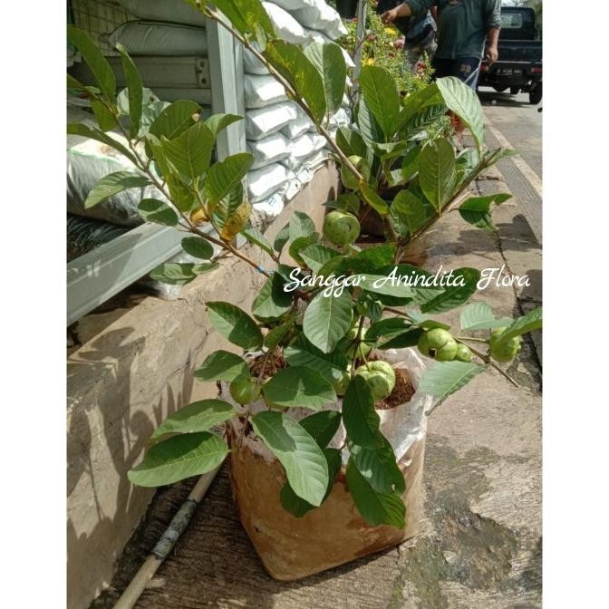 TANAMAN HIAS JAMBU KRISTAL/TANAMAN BUAH JAMBU KRISTAL Aww
