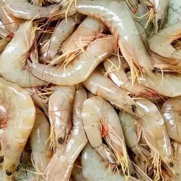 

Promo Udang Jerbung Laut Segar 500Gr -1Kg