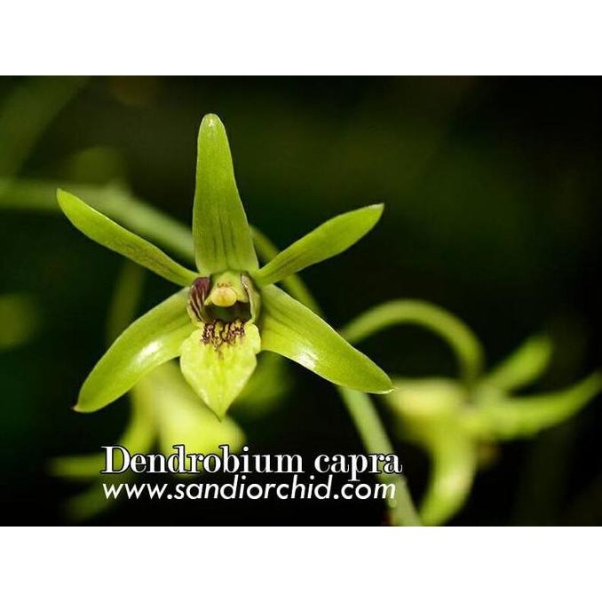 Dendrobium capra / Anggrek Larat Hijau