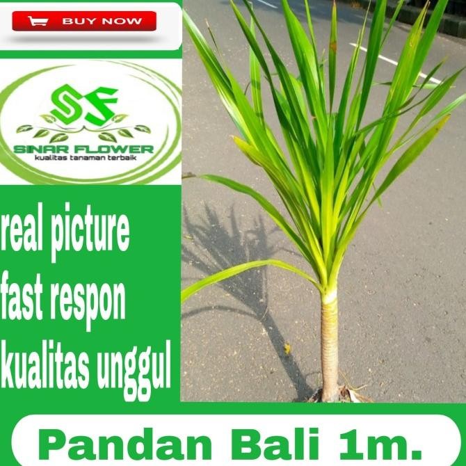 tanaman pandan bali/pohon hias pandan bali/tanaman hias pandan bali
