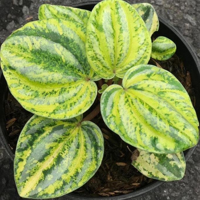 Tanaman hias peperomia belimbing varigata / verschaffeltii variegata
