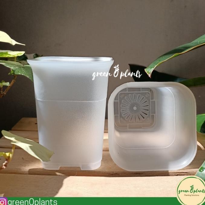 Grosir Pot NKT Kotak 12 Bening Lusinan