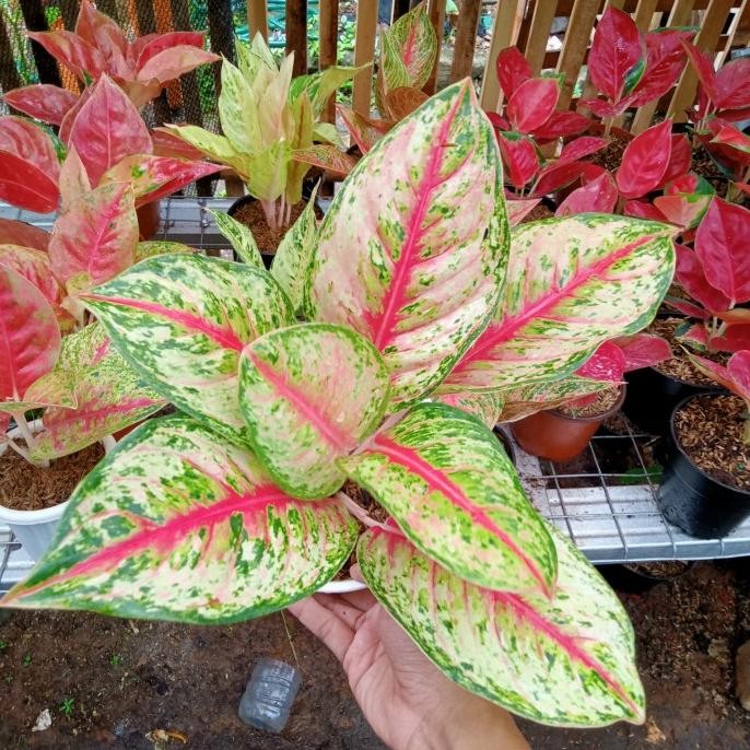 aglonema sweet dream