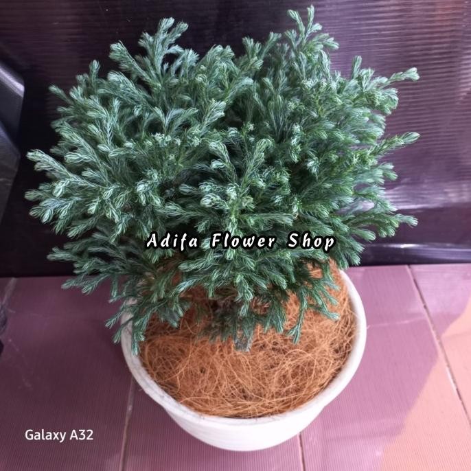 TANAMAN HIAS CEMARA PERAK UKURAN BESAR / CEMARA EMBUN INC POT PUTIH