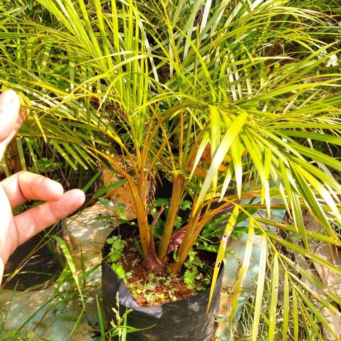 Pohon hias palem kuning mini