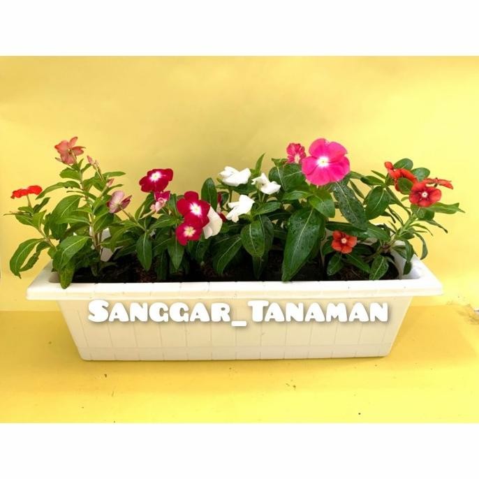 TANAMAN HIAS VINCA BERBUNGA + POT PANJANG