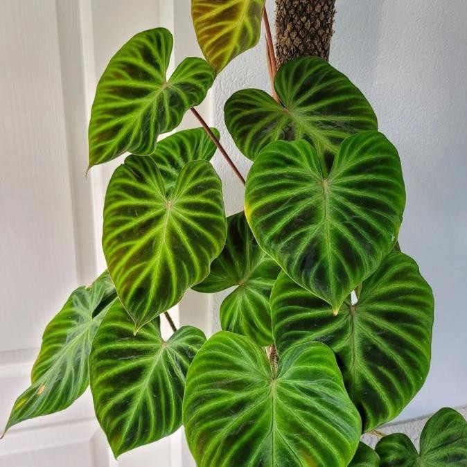 Tanaman bibit Philodendron Verrucosum