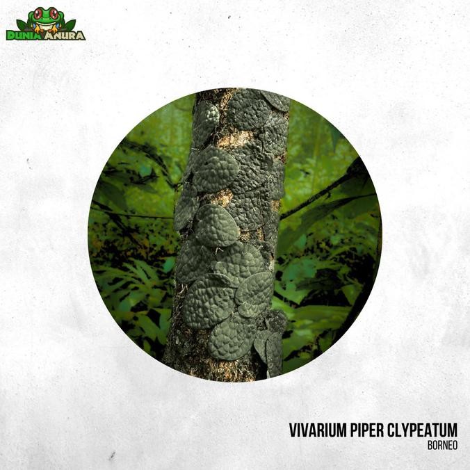Tanaman Vivarium Piper Clypeatum
