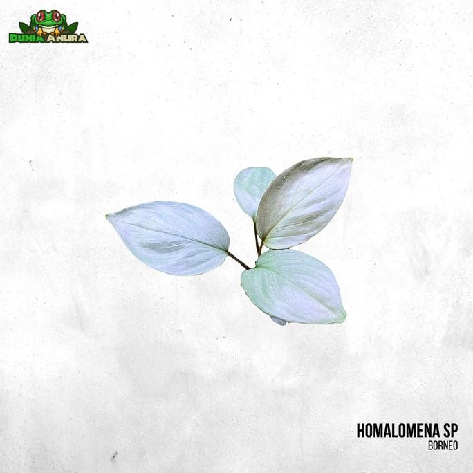Tanaman Vivarium Homalomena Sp Silver