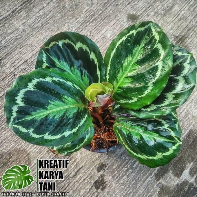 Tanaman hias calathea medalion - Calathea medalion