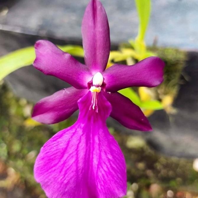 [ DEWASA ] Miltonia spectabilis Anggrek Bersejarah dengan Keanggunan dan Aroma yang Kuat