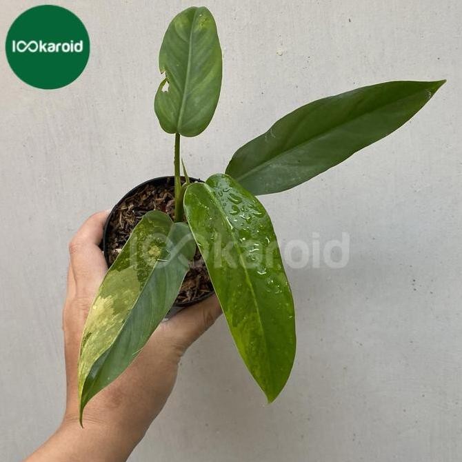Tanaman Hias Philodendron Domesticum Variegata | Domesticum Varigata