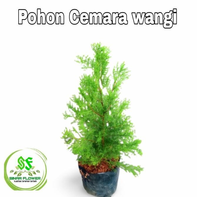 pohon cemara wangi/pohon hias/tanaman cemara rentes