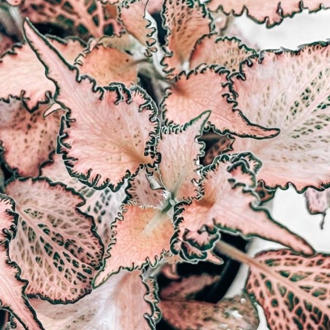 Fittonia pink impor / Fittonia Frankie import