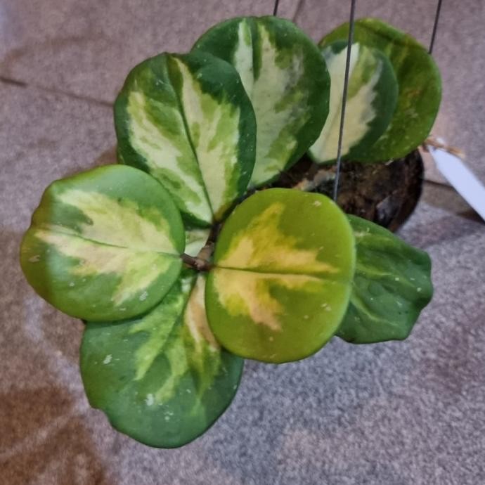 Hoya obovata variegata tanaman unik