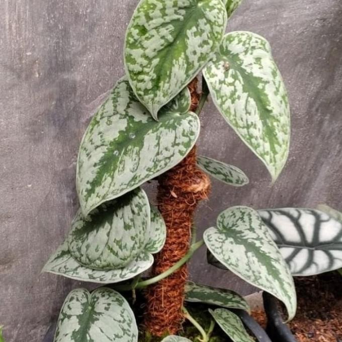 tanaman hias scindapsus sirih silver + pot dan turus