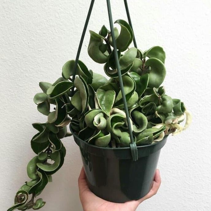 Terlaris Tanaman Hias Gantung Hoya Compacta Curly - Hoya Carnosa
