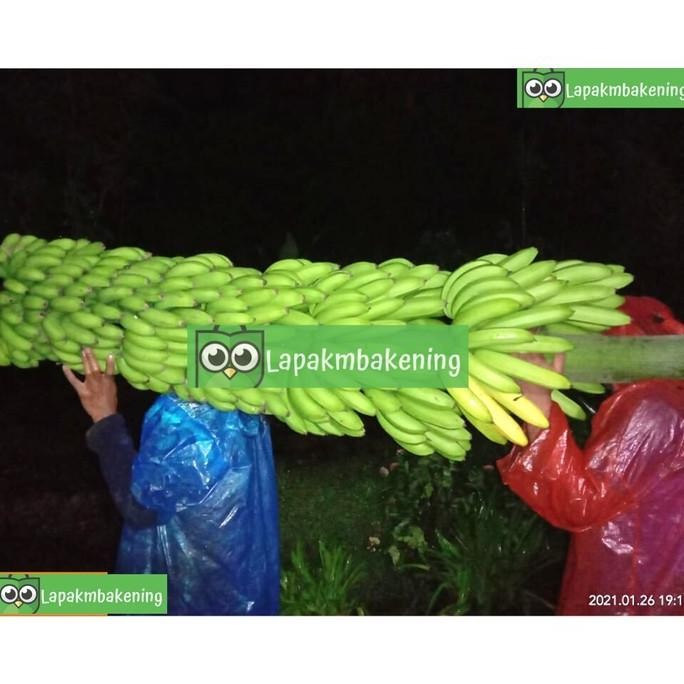 BIBIT PISANG FHIA 17 | BIBIT PISANG CAVENDSIH FHIA 17 ORINAL AZZ