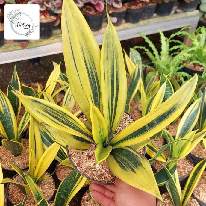 Terlaris Tanaman Hias Sensivera Golden Flame