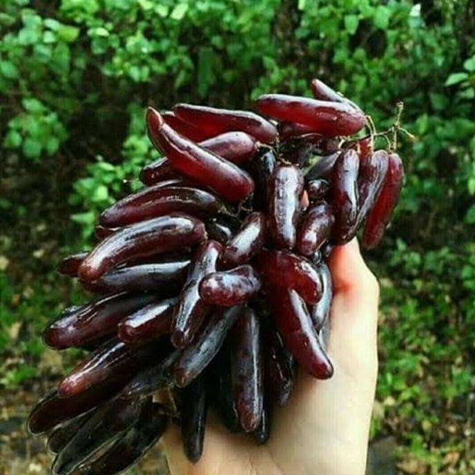 Bibit Buah Anggur Import Manicure Finger Grafting Genjah Jari-Jari