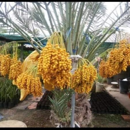 Bibit Pohon Kurma Tropis Jenis Ajwa / Bibit Buah Kurma Ajwa Asli FFFF