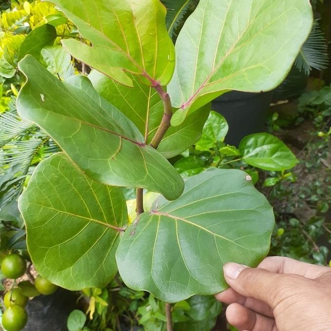 Bibit Tanaman Buah Anggur Laut/ Pohon Anggur Laut Langka FFFF