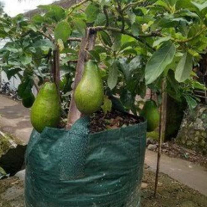 bibit tanaman buah alpukat aligator benih pohon tabulampot taman FFFF