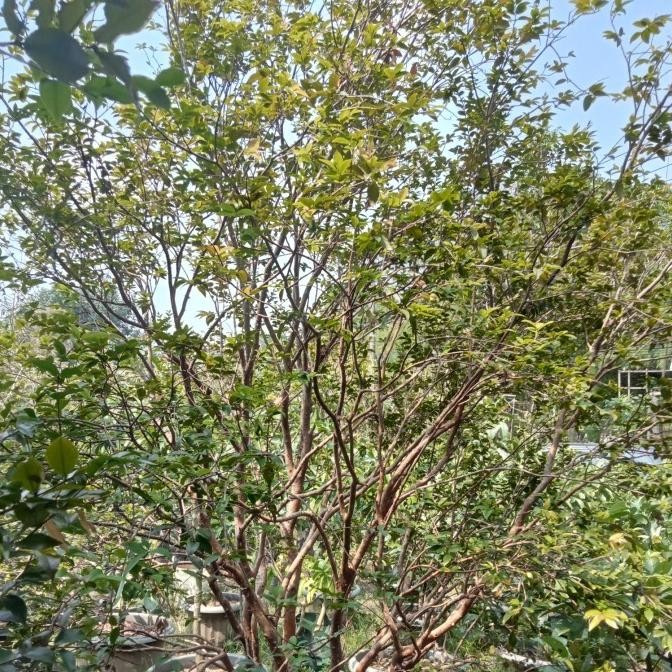 Pohon Anggur Brazil berbuah 3mtr/bibit pohon anggur brazil siap Buah