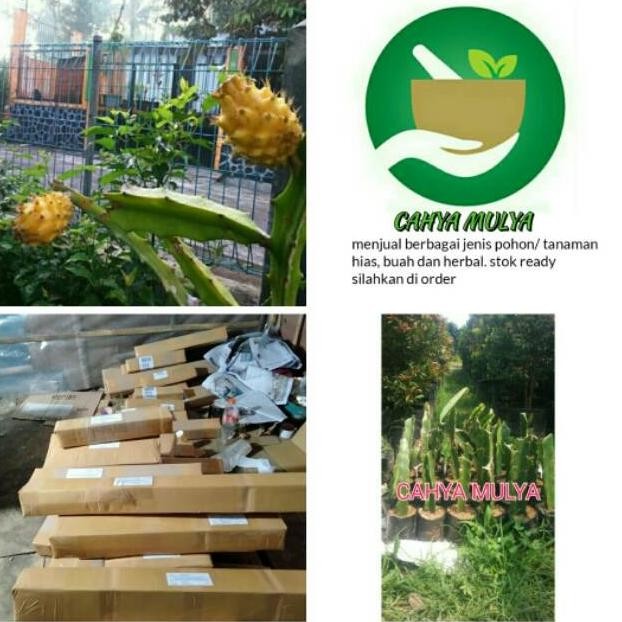 Bibit pohon tanaman buah naga kuning - tabulampot buah naga kuning