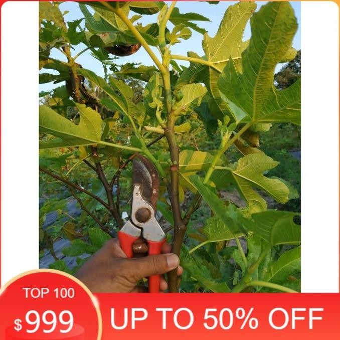 1 Bibit Buah Tin Jnis Doyato Si Buah Surga Manis Bermadu Sp SUPER