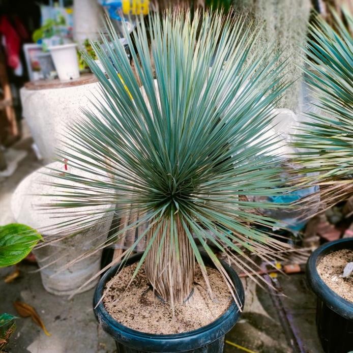 Terlaris Tanaman Hias Yucca Rostrata Tinggi Sampai Ujung Daun 160Cm.