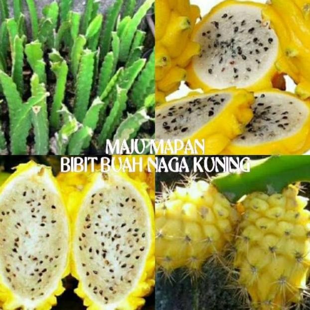 BIBIT BUAH NAGA KUNING JUMBO SUPER NNNN