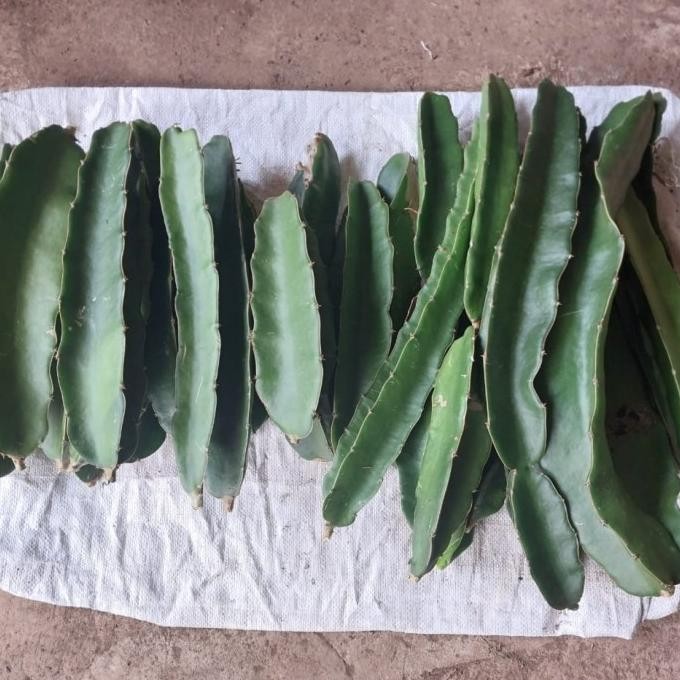 Bibit Buah Naga Golden Isis Kuning Yellow FFFF