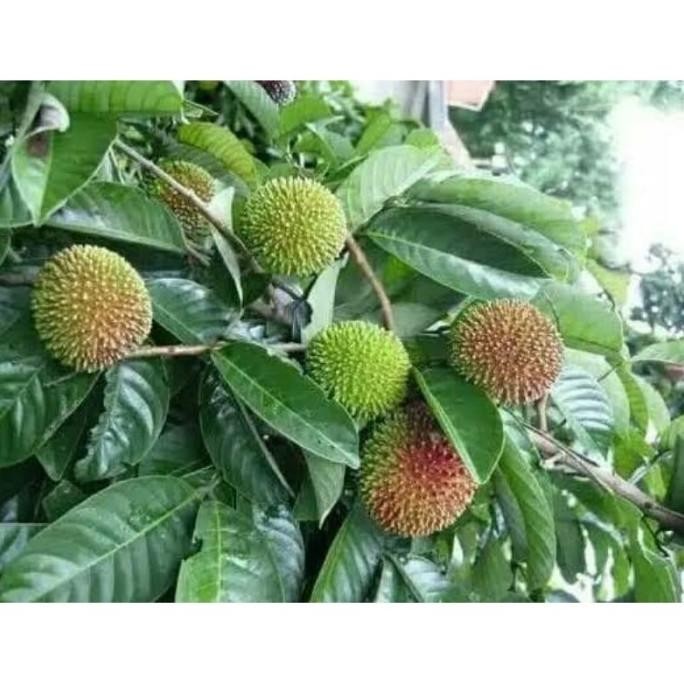 Bibit Pohon Buah Rambutan Rapiah - Tanaman Buah Rambutan Rapiah
