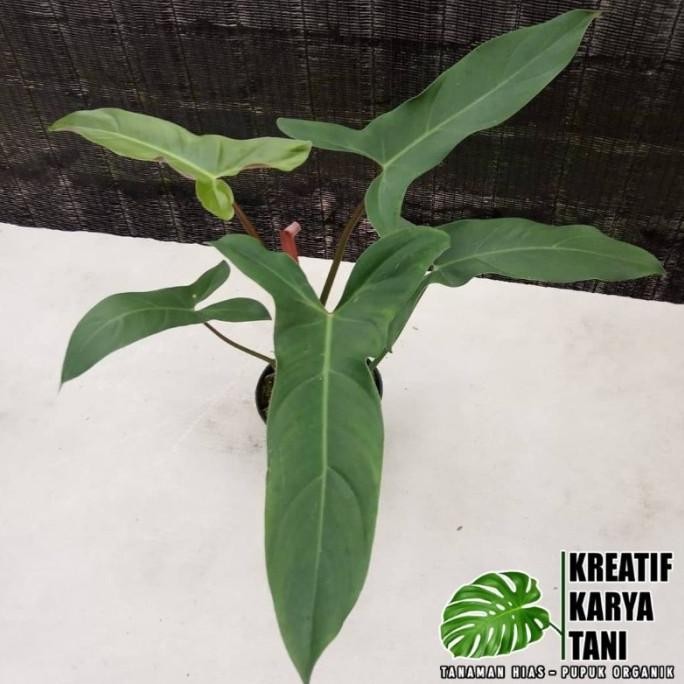 Terlaris Tanaman Hias Philodendron Mexicanum - Philodendron Mexicanum