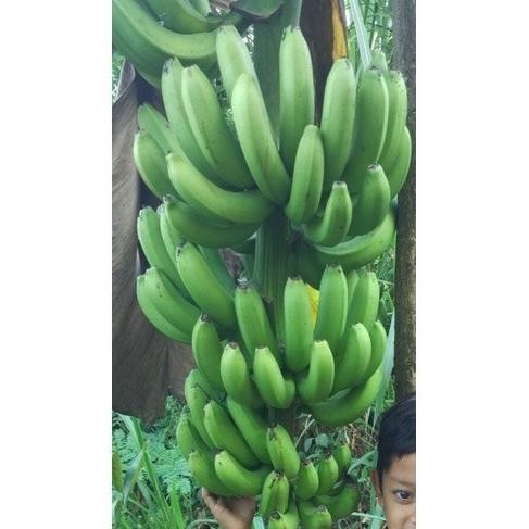 Bibit Buah Pisang Ambon Mini PREMIUM
