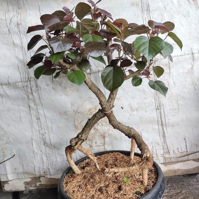 Terlaris Tanaman Hias Waru Merah 